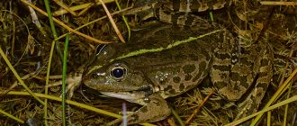 Photo: Lake frog