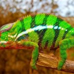 Photo: Panther chameleon