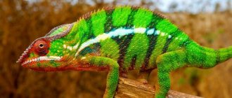 Photo: Panther chameleon