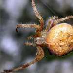 Photo: Cross spider