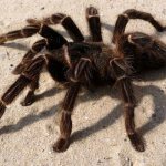 Photo: Tarantula spider