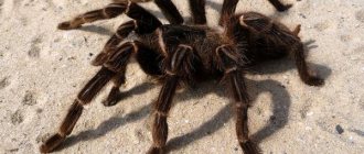 Photo: Tarantula spider