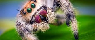 Photo: Jumping spider