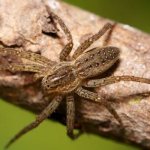 Photo: Wolf spider