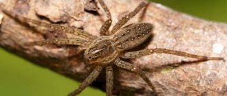 Photo: Wolf spider