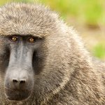 Photo: Baboon