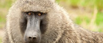 Photo: Baboon