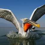 Photo: Pelican