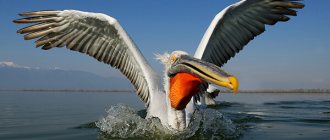 Photo: Pelican