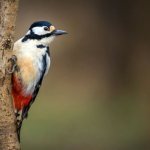 Photo: Spotted Woodpecker