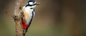 Photo: Spotted Woodpecker