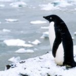 Photo: Adelie Penguin