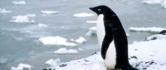 Photo: Adelie Penguin