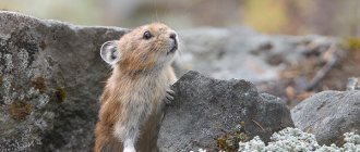 Photo: Pika