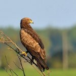 Photo: Spotted Eagle