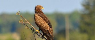 Photo: Spotted Eagle