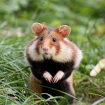 Photo of a field hamster