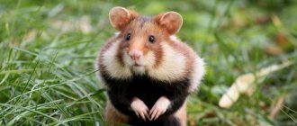 Photo of a field hamster