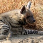 Photo: Striped hyena