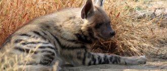 Photo: Striped hyena