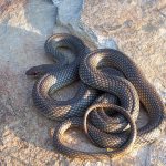 Photo of Caspian snake