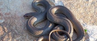 Photo of Caspian snake