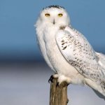 Photo: Polar owl