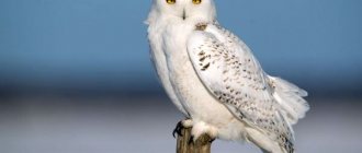 Photo: Polar owl