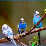 Photo Parrots sitting on a branch