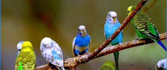 Photo Parrots sitting on a branch