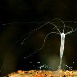 Photo: Freshwater hydra