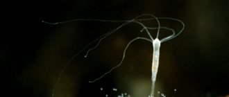 Photo: Freshwater hydra