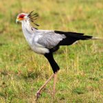 Photo: Secretary Bird