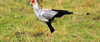 Photo: Secretary Bird