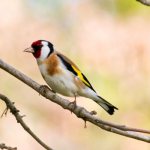 Photo: Goldfinch bird