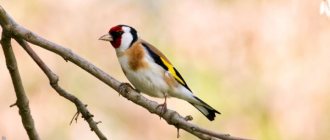 Photo: Goldfinch bird