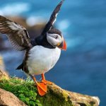 Photo: Bird puffin