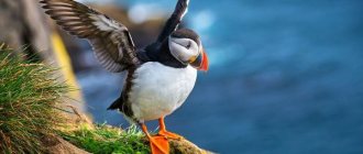 Photo: Bird puffin