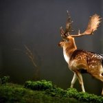 Photo: Sika deer