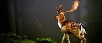 Photo: Sika deer