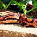 Photo: Rainbow boa