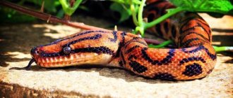 Photo: Rainbow boa