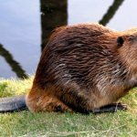 Photo: River beaver