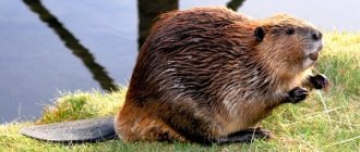 Photo: River beaver