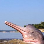 Photo: River dolphin