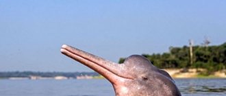 Photo: River dolphin