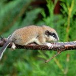 Photo: Garden Dormouse