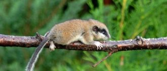 Photo: Garden Dormouse