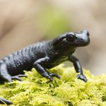 Photo: Salamander