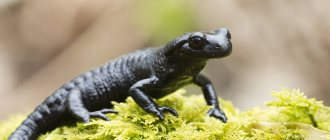 Photo: Salamander